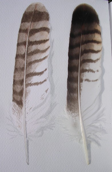 Disegno naturalistico 2Lezione
